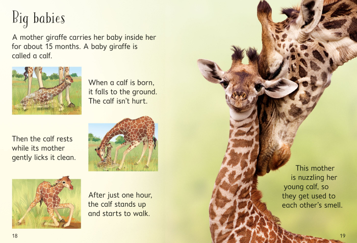 9781474968065 Usborne Beginners Giraffes [3]