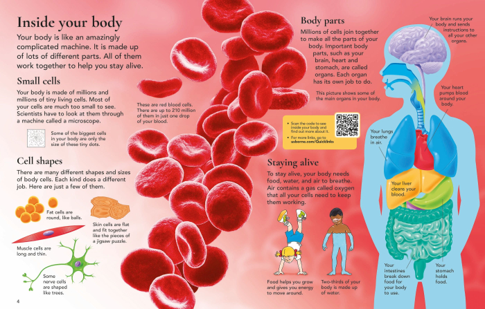9781409520092 Usborne First Encyclopedia of the Human Body [6]