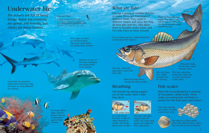 9781409525073 Usborne First Encyclopedia of Seas and Oceans [2]