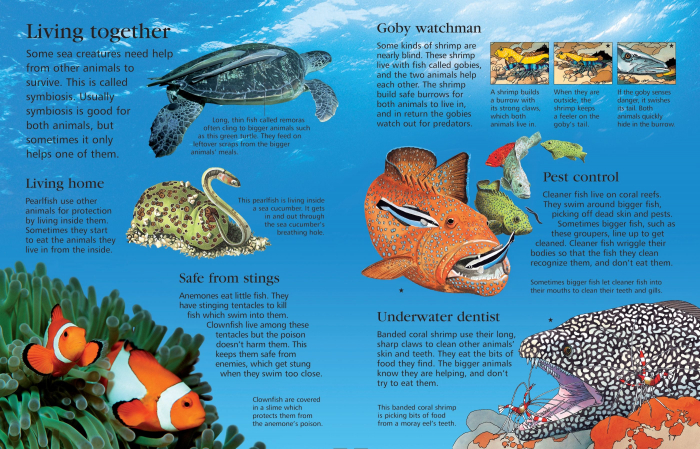 9781409525073 Usborne First Encyclopedia of Seas and Oceans [4]