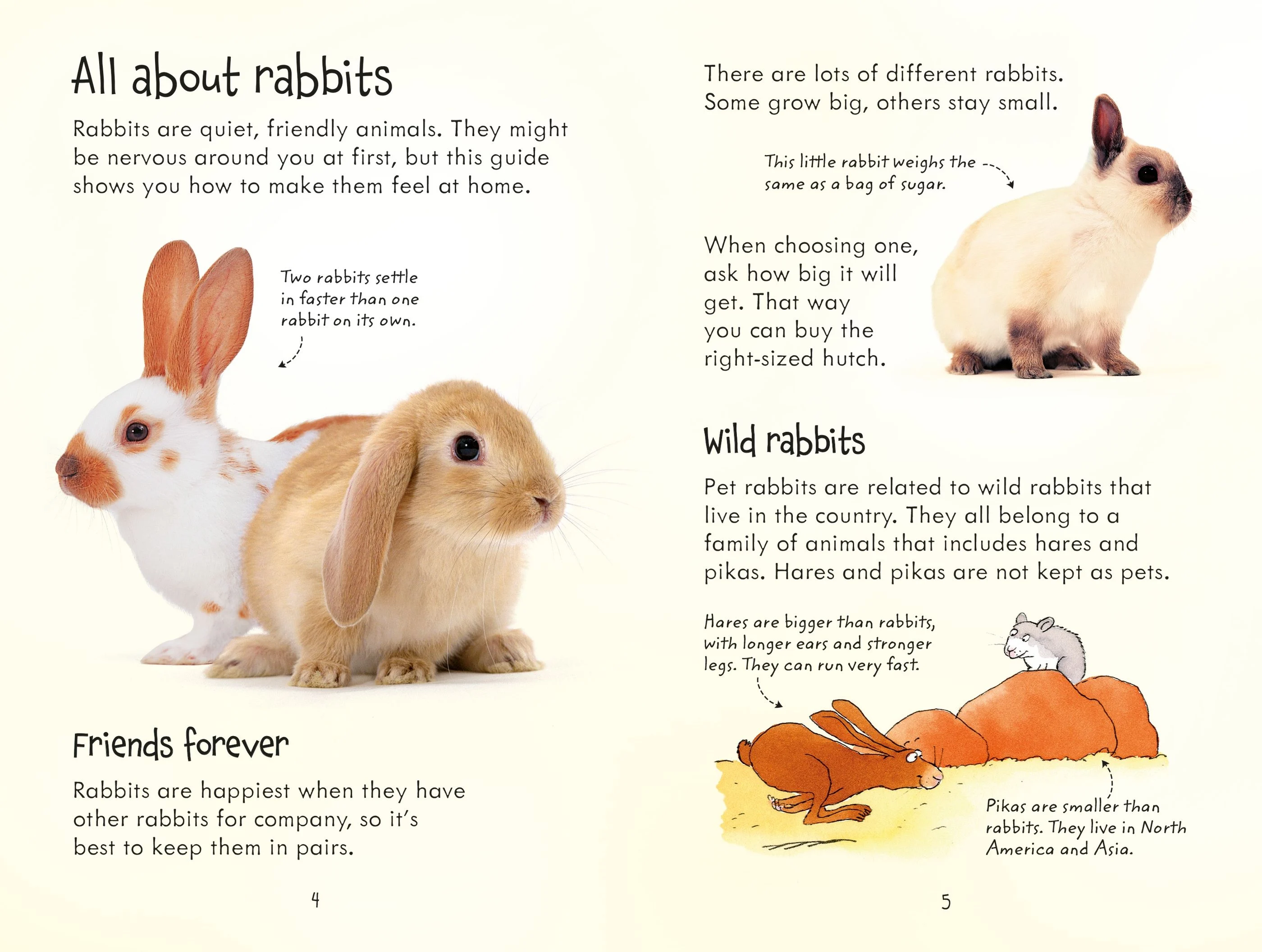9781409532439 Usborne Looking after Rabbits [3]