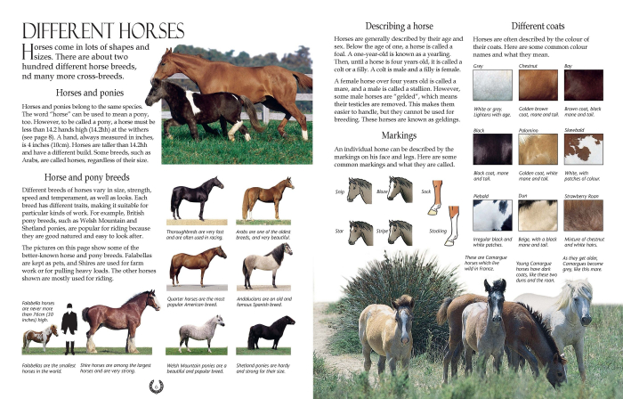 9781474948562 Usborne Complete Book of Riding & Ponycare [3]