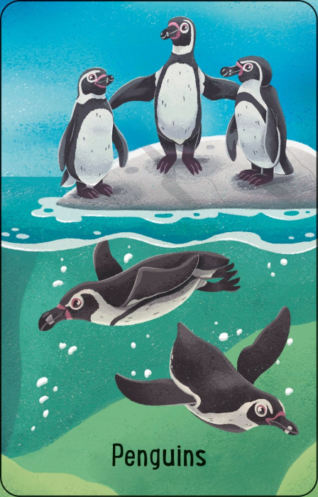 9781801319607 Usborne Zoo Snap [3]