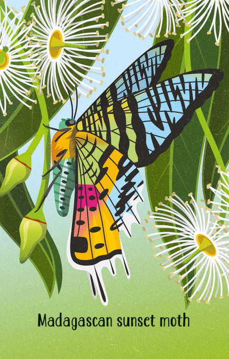 9781474991544 Usborne Bugs Snap [2]