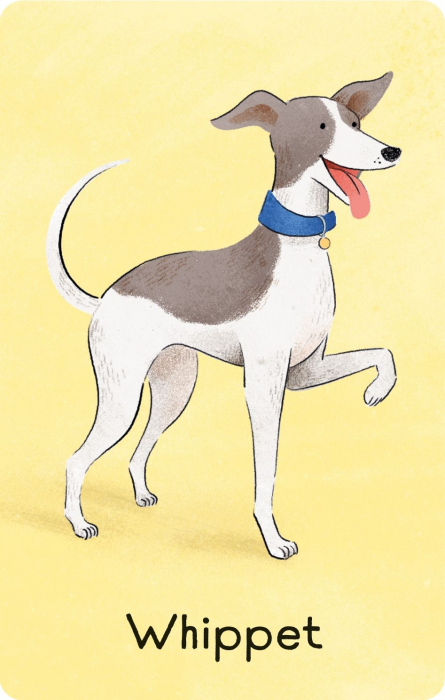 9781836040910 Usborne Dogs Snap [2]