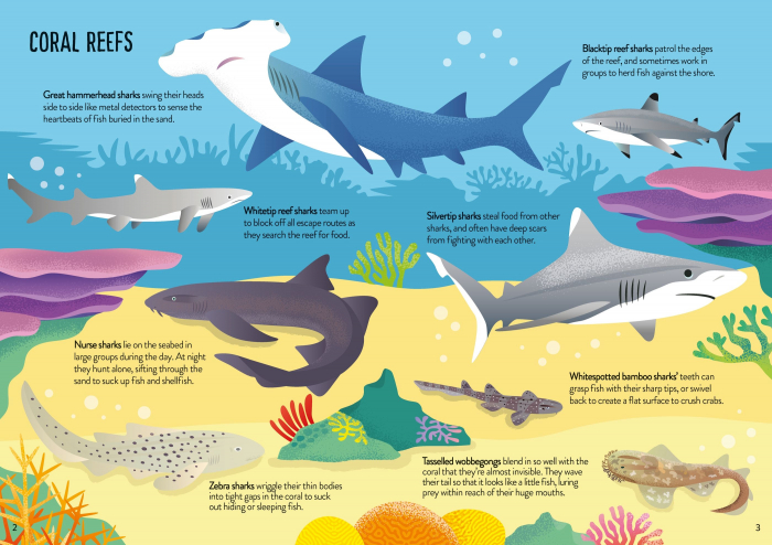 9781805079897 Usborne Book and Jigsaw Sharks [4]