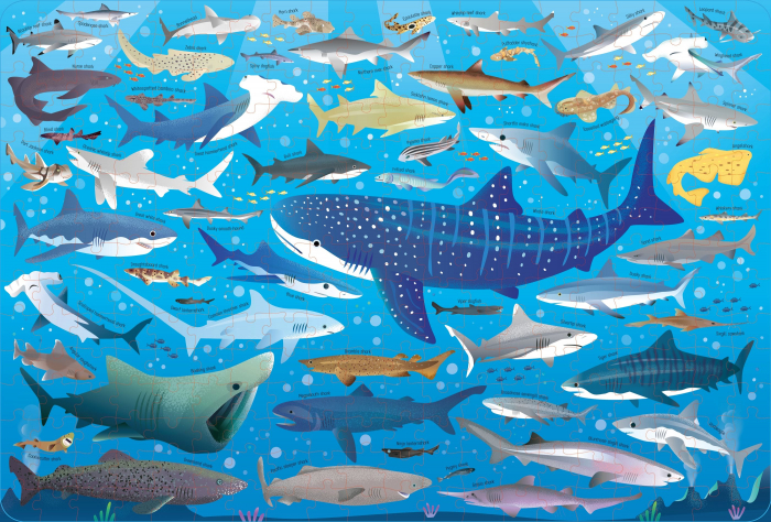 9781805079897 Usborne Book and Jigsaw Sharks [2]