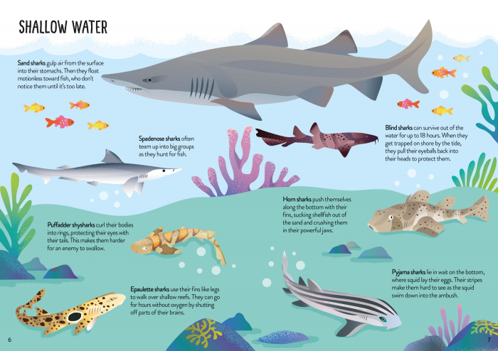 9781805079897 Usborne Book and Jigsaw Sharks [5]