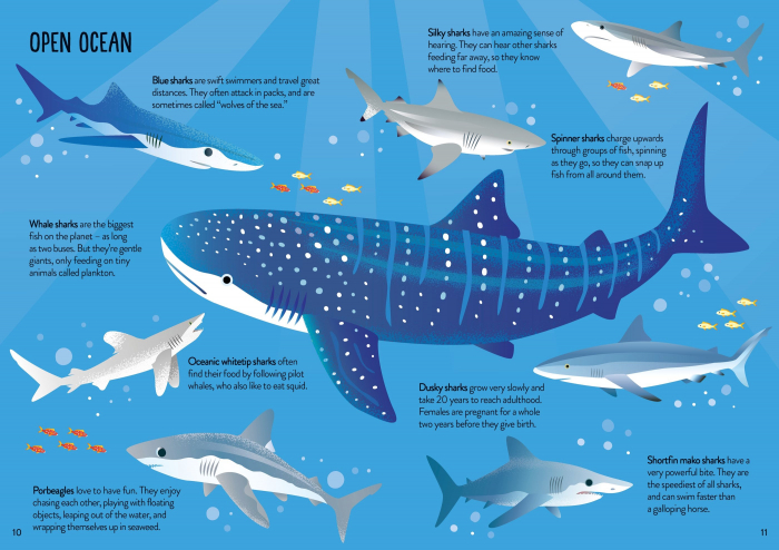 9781805079897 Usborne Book and Jigsaw Sharks [6]