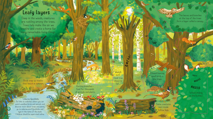 9781474968881 Usborne Look inside the woods [3]