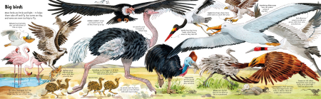 9781836040217 Usborne Big Book of Big Animals [3]