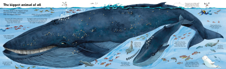 9781836040217 Usborne Big Book of Big Animals [5]