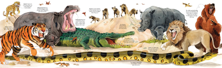 9781836040217 Usborne Big Book of Big Animals [1]