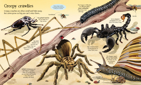 9781836040217 Usborne Big Book of Big Animals [2]