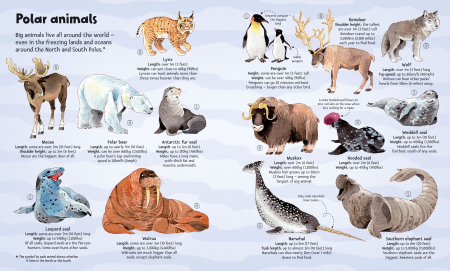 9781836040217 Usborne Big Book of Big Animals [4]