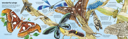 9781836040255  Usborne Big Book of Big Bugs [1]