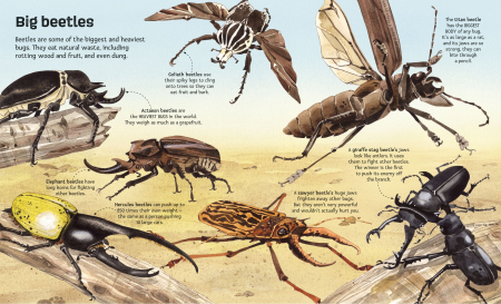 9781836040255  Usborne Big Book of Big Bugs [3]