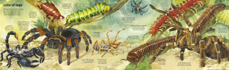 9781836040255  Usborne Big Book of Big Bugs [2]