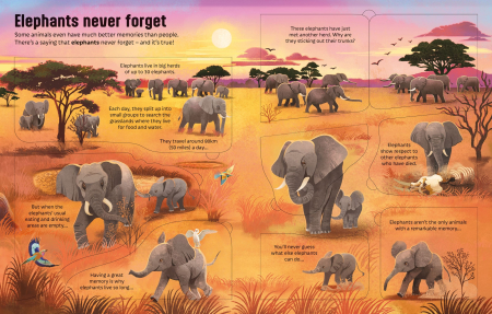 9781805074052 Usborne See inside Can Animals Think? [4]