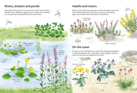 9781805073017 Usborne Spotter's Guides: Wild Flowers [1]