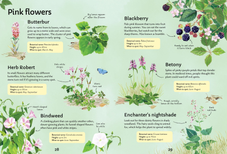 9781805073017 Usborne Spotter's Guides: Wild Flowers [4]
