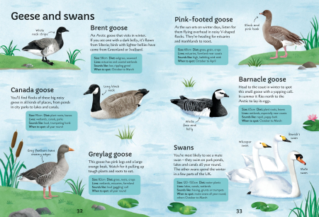 9781805072997 Usborne Spotter's Guides: Birds [3]