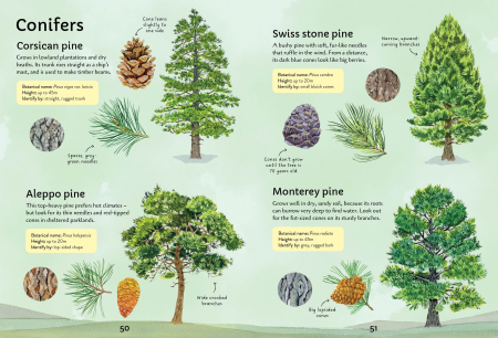 9781805073000 Usborne Spotter's Guides: Trees [4]
