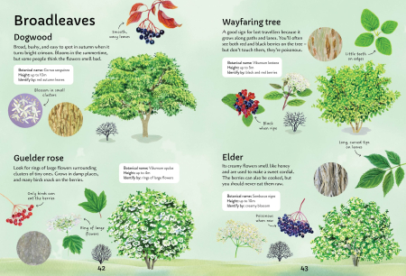 9781805073000 Usborne Spotter's Guides: Trees [3]