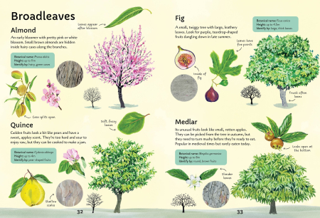 9781805073000 Usborne Spotter's Guides: Trees [1]
