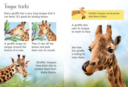 9781474968065 Usborne Beginners Giraffes [1]
