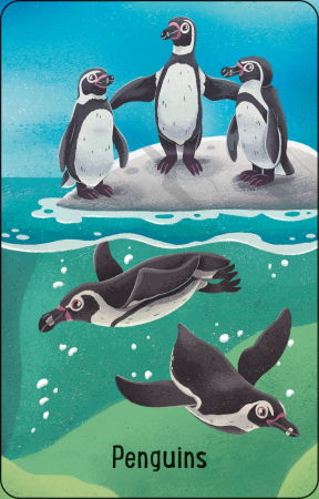 9781801319607 Usborne Zoo Snap [2]