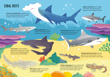 9781805079897 Usborne Book and Jigsaw Sharks [3]