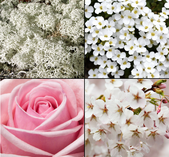 Set MUSCHIO BIANCO  Tesori d`Oriente [3]