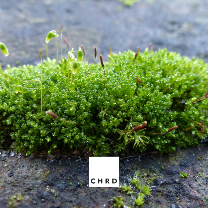 Mossy, Muschi si licheni ai pomilor, plic 200g [4]