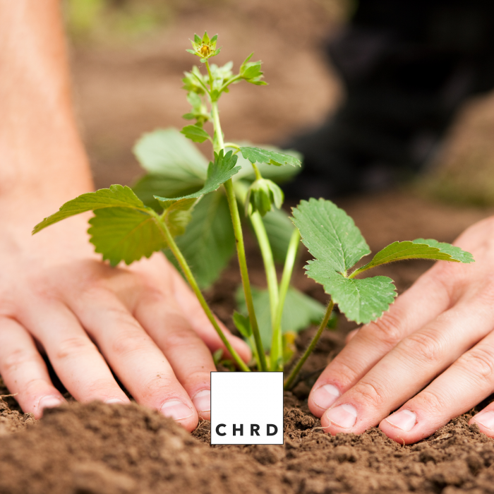 Rădăcin, agent de înrădăcinare a stolonilor, butașilor și pomilor, EU Fertilizer PFC1, CMC1, plic 200g [4]