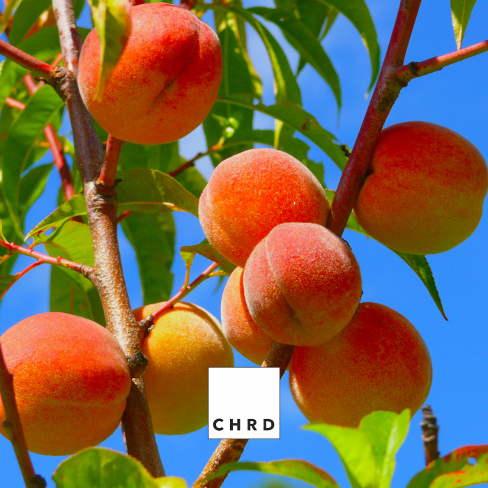 SweetPeach HA, FERTILIZANT EU DE TIP PFC 1, CMC 1 CF. REG. (CE) 1009/2019, pentru piersici, 200g [4]
