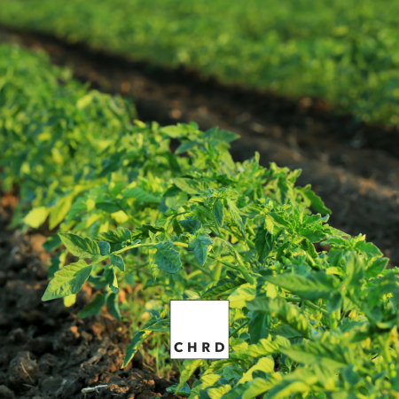 Blazon, curăță solul și plantele de Tuta Absoluta (ouă, larve, adulti), EU Fertilizer PFC1, CMC1, plic 200g [3]