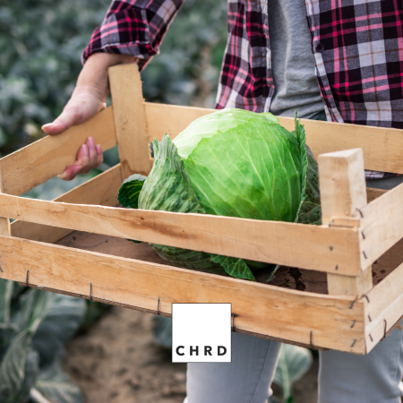 Cabbage Shield, Produs natural pentru biocontrolul bolilor si daunatorilor verzei, 150 g [3]