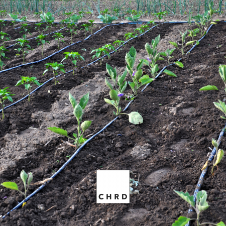 RADICULAR HA – FERTILIZANT EU DE TIP PFC 1, CMC 1 CF. REG. (CE) 1009/2019 Picurare la rădăcină, 200g [3]