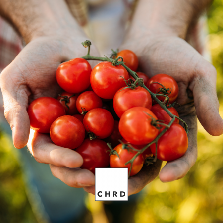 TOMMY – FERTILIZANT EU DE TIP PFC 1, CMC 1 CF. REG. (CE) 1009/2019 Foliar pentru tomate, 500g [3]