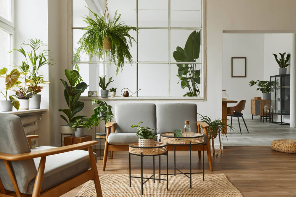 living, canapea, fotoliu, covor, tablou, planta, decoratiuni