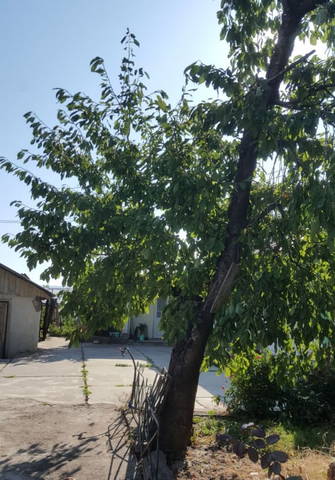 Cires amar Autohton [4]