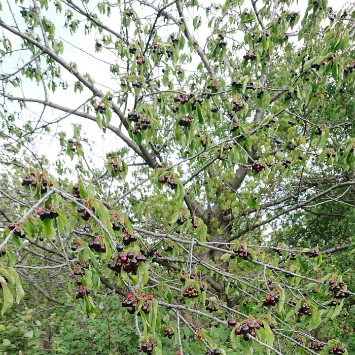 Cires amar Salbatic [2]