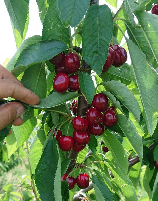 Cires Germersdorf balot/ghiveci [2]