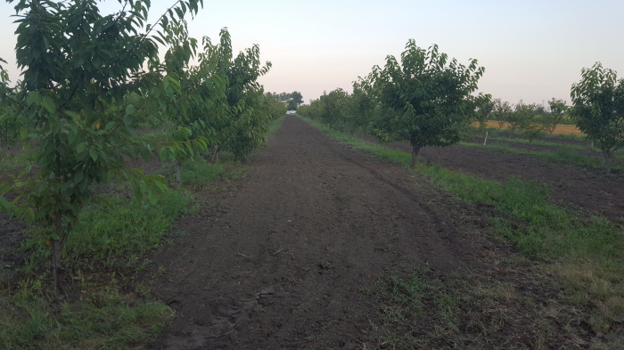 Cires Germersdorf balot/ghiveci [3]