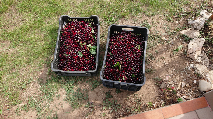 Cires Germersdorf balot/ghiveci [4]