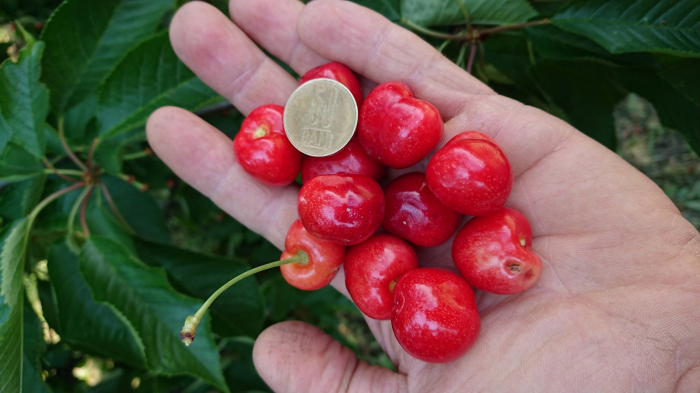 Cires Germersdorf balot/ghiveci [5]