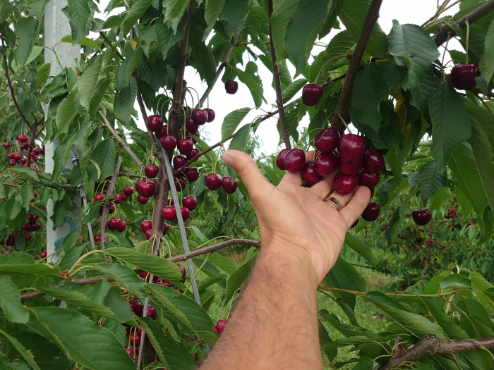 Cires Kordia balot/ghiveci [4]