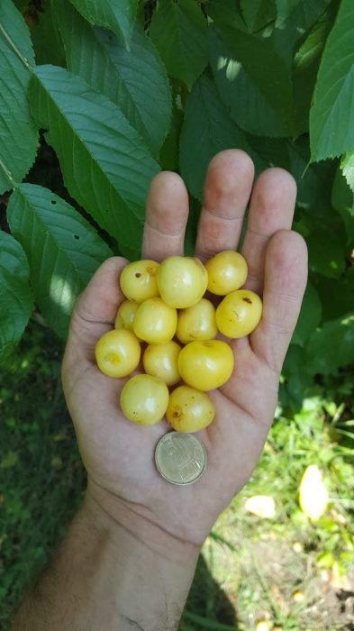 Cires Pietroase Donissen balot/ghiveci [2]