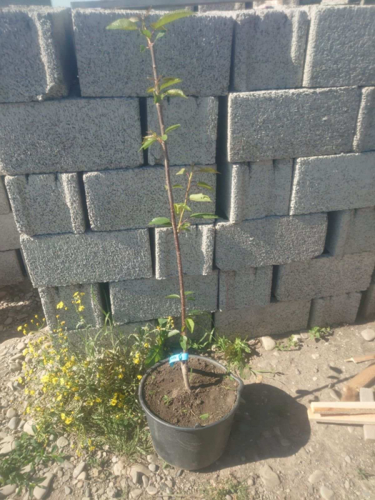 Cires Pietroase Donissen balot/ghiveci [5]